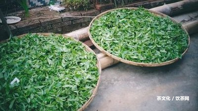 云南深山部落茶葉生茶價(jià)格與普洱茶產(chǎn)品 - 云南深山部落茶業(yè)