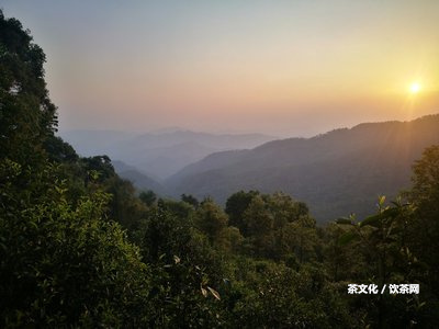 云南普洱茶推薦：品種、排名及推薦語