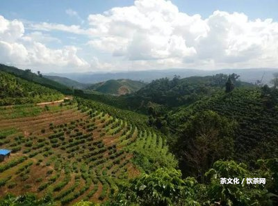 普洱茶茶葉泡水喝的功效、作用及禁忌