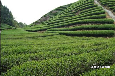 普洱生茶存放多久會變熟茶？最佳時(shí)間是多久？