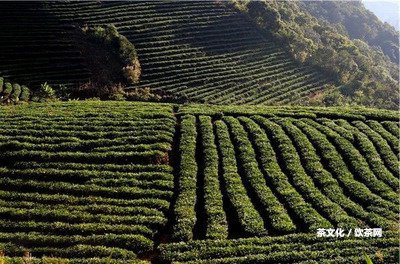 昔歸和冰島茶產(chǎn)地、價格及口感區(qū)別，哪個更好喝？