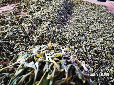 喝完普洱茶用刷牙嗎女生應(yīng)怎么做？