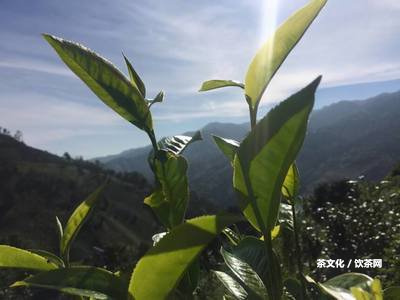 古樹(shù)茶屬于什么檔次？雨林、開(kāi)、釘耙山、那卡古樹(shù)茶的檔次分別是多少？