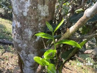 普洱茶餅全部弄碎喝還是喝一點拆一點？怎樣保存和采用普洱茶餅碎？圖解教程！