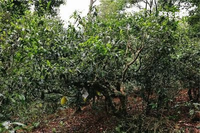 綠茶陳茶葉幾年不能飲用，怎樣判斷綠茶陳茶是不是可喝？