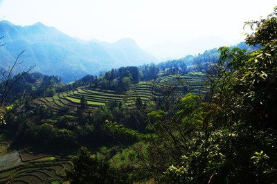 普洱茶紅絲帶簡(jiǎn)介：意義、生熟、年代及成分