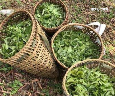 抖音上賣(mài)的普洱茶葉品質(zhì)怎么樣？真假難辨？?jī)r(jià)格便宜能否信任？