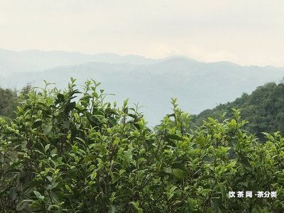 北京古橋青餅普洱茶