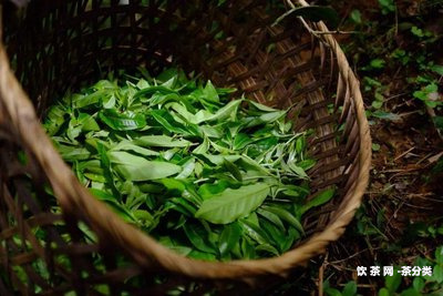 普洱茶與青磚茶區(qū)別