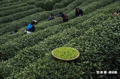 曼西良古樹茶特點(diǎn)