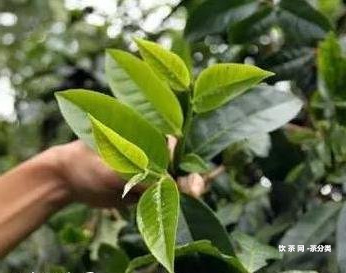 白猴山普洱茶口感