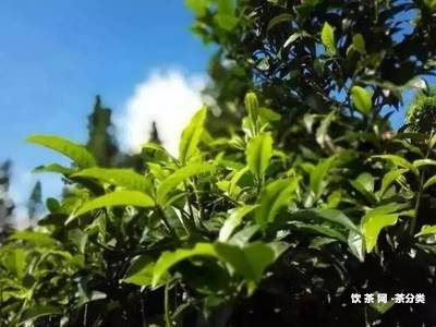 麻黑普洱茶哪個產(chǎn)區(qū)