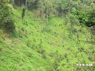 金潤茶業(yè)普洱茶價格