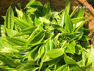 2008年的普洱熟茶現(xiàn)在能不能喝