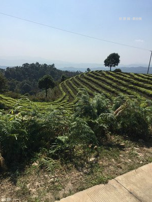 彩程普洱生茶馬餅