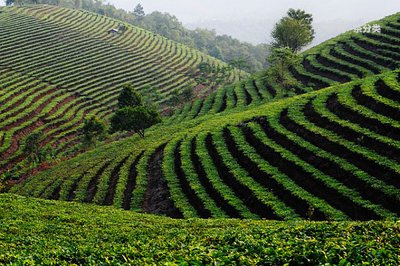 雙陳普洱茶怎么樣