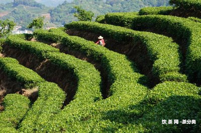 福建地區(qū)可以存放普洱茶嗎