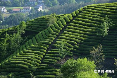 臨滄花椒樹普洱茶口感