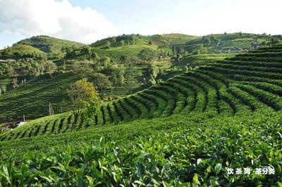 品香園茶葉怎么樣