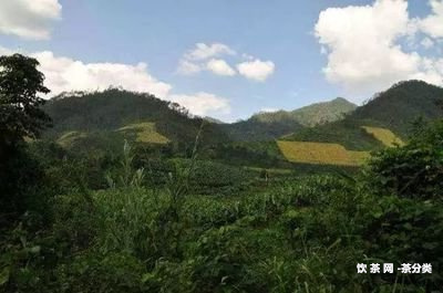 州熟普洱茶加盟