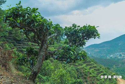 熟普洱茶性味歸經(jīng)