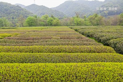 普洱生茶有飽腹感嗎