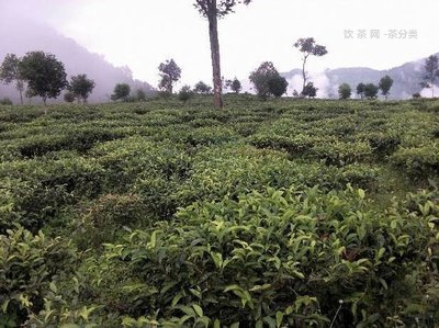 普洱茶筍葉包裝介紹