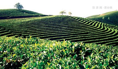 普洱茶思銀毫沱茶