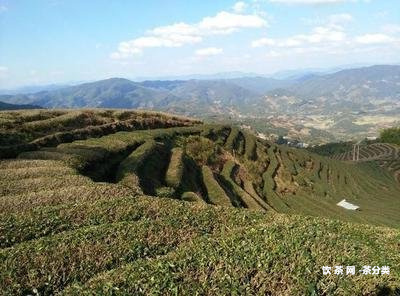 布朗大樹(shù)普洱茶單包