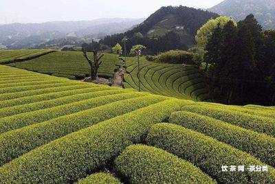 普洱茶藥性