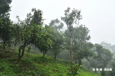 龍印的普洱茶