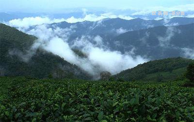 普洱茶去山頭化價(jià)格