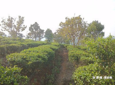 咖啡機(jī)煮的普洱茶熟嗎