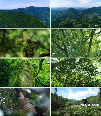 雀青餅普洱茶簡介