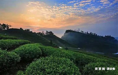 布朗山普洱茶磚生茶