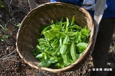 什么是普洱茶土雞餅