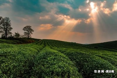 普洱茶怎么醒茶