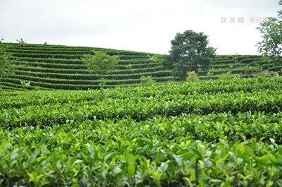 潤(rùn)福道茶業(yè)