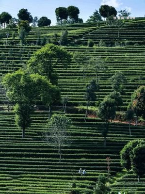 勐海茶廠革命1968茶磚500克