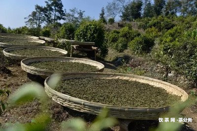 普洱茶餅面油亮