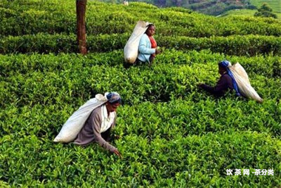 普洱老茶無生產(chǎn)日期標(biāo)識不合格