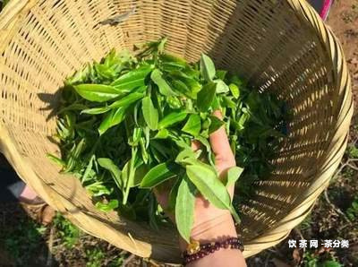 普洱茶發(fā)展現(xiàn)狀和趨勢(shì)分析及論文