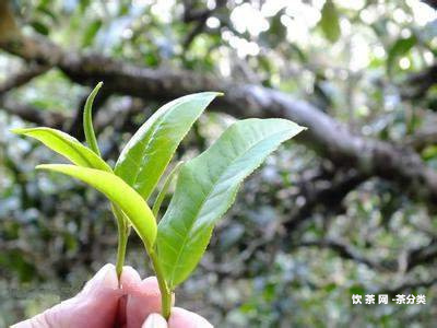 邦東古樹茶