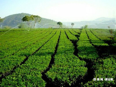 普洱茶配大棗的功效與作用