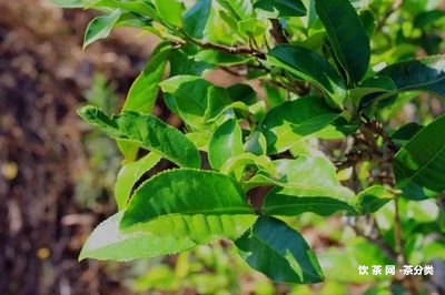 邦海普洱茶屬于什么檔次