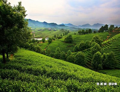 普洱熟茶全密封包裝會(huì)悶壞嗎