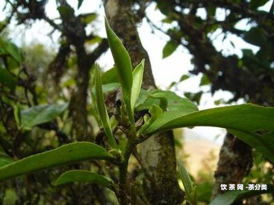 樟香熟茶特點(diǎn)