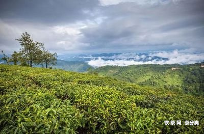 云南雙江古茶谷茶廠價格