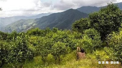 冰島普洱茶貴嗎？值得買嗎？多少錢？