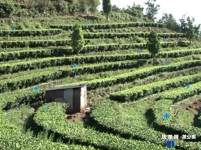 冰島橡筋什么意思